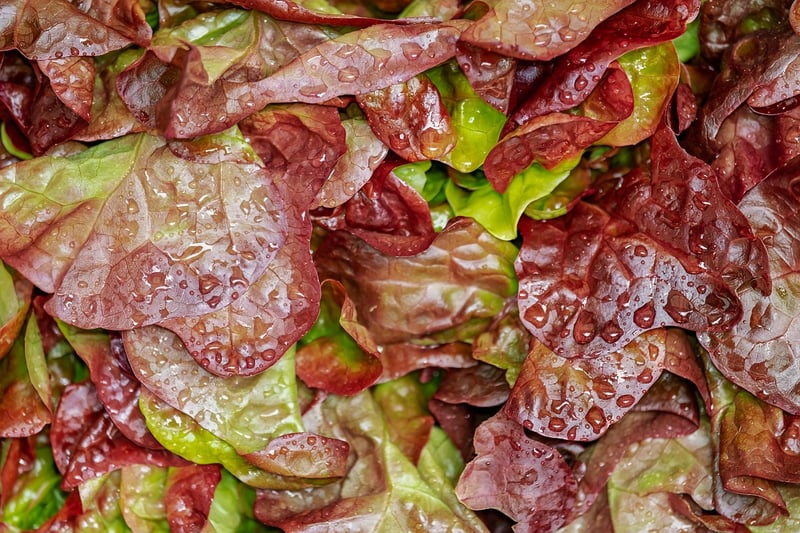 Spring Salad Ideas